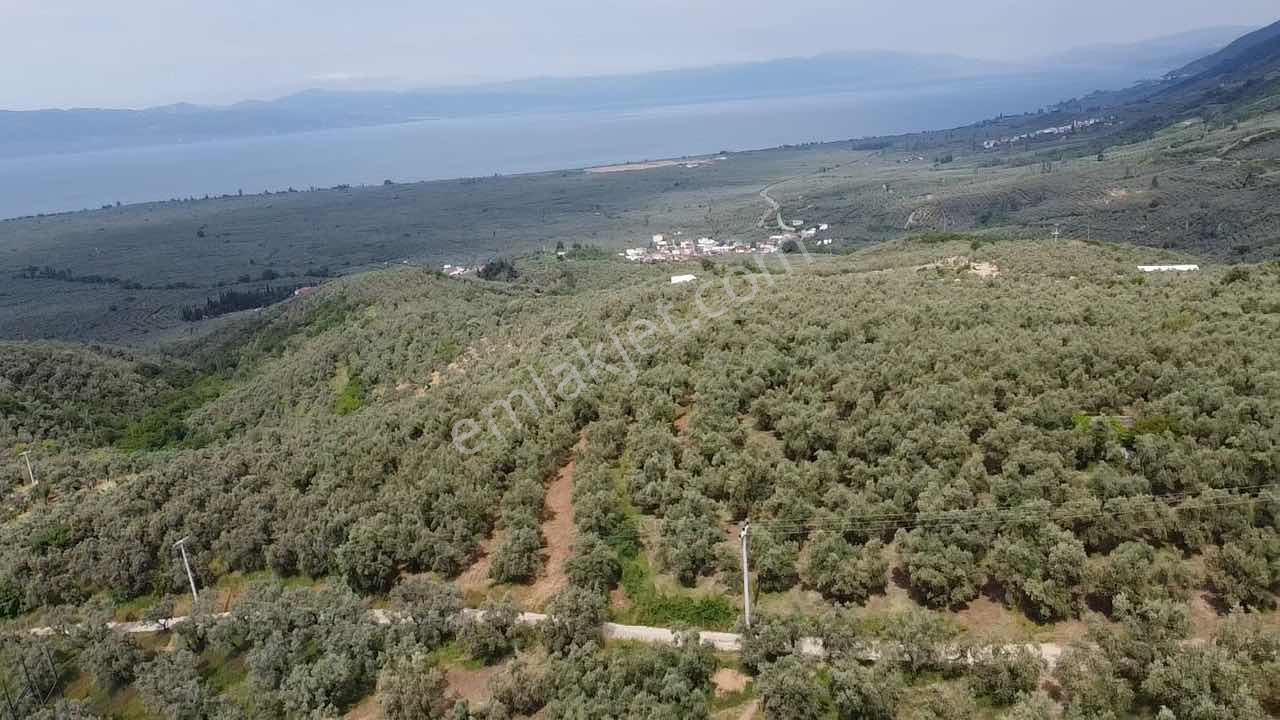 Beka Gayrimenkul'den 2 Tapu 2703 M² Göl Manzaralı Zeytinlik - Görsel 13