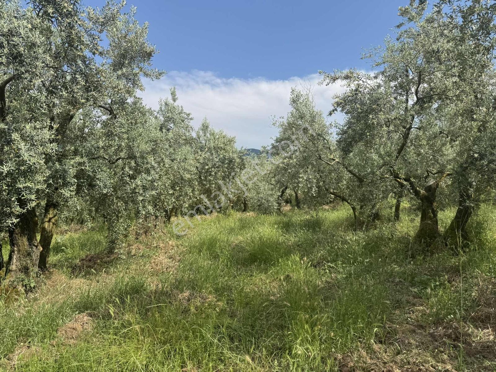 Beka Gayrimenkul'den 2 Tapu 2703 M² Göl Manzaralı Zeytinlik - Görsel 24