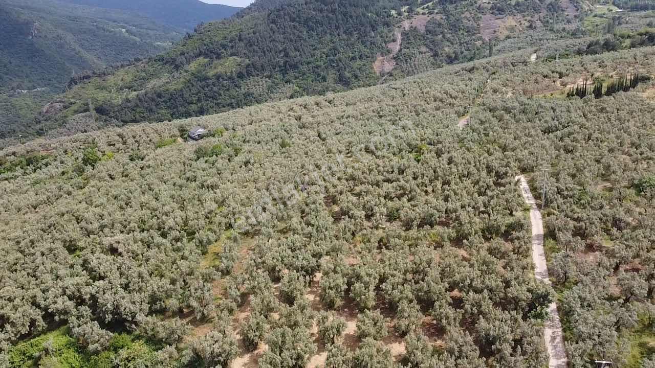 Beka Gayrimenkul'den 2 Tapu 2703 M² Göl Manzaralı Zeytinlik - Görsel 17