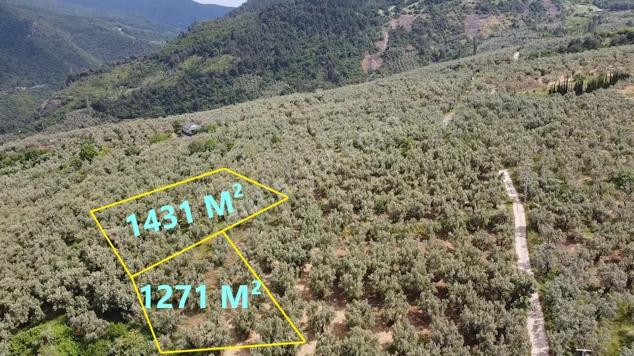 Beka Gayrimenkul'den 2 Tapu 2703 M² Göl Manzaralı Zeytinlik - Görsel 26