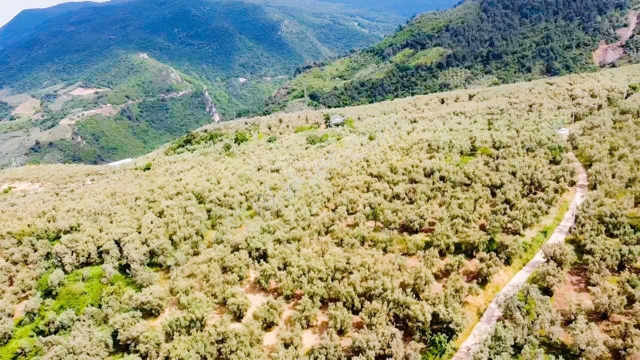 Beka Gayrimenkul'den 2 Tapu 2703 M² Göl Manzaralı Zeytinlik - Görsel 19