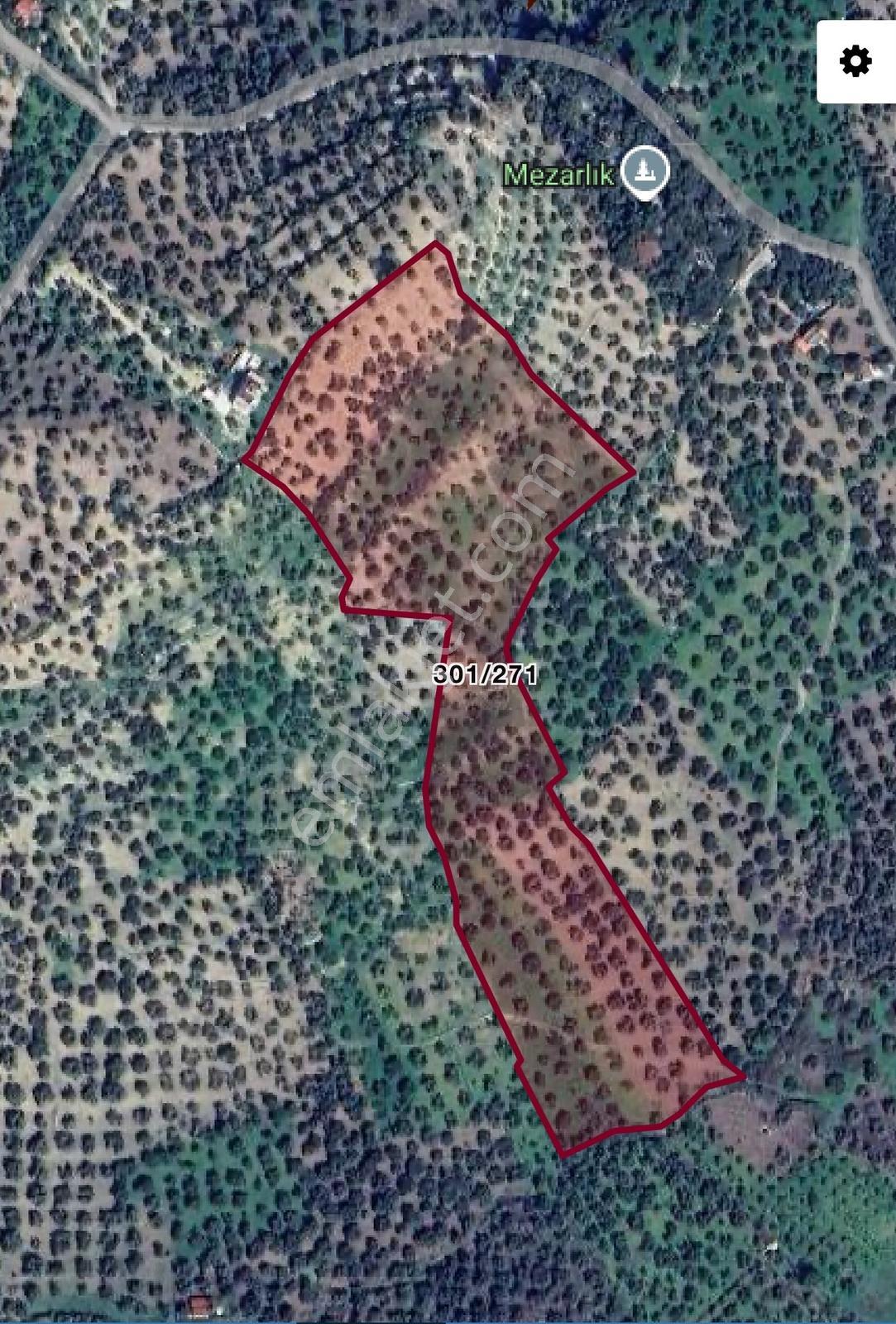Dikili Bademlide 31.228 M² Zeytinlik | Yatırımlık Dev Parsel - Görsel 6