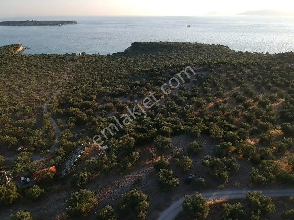 Hanımın Koyuna Komsu 13.781 M² Satılık Zeytinlik - Görsel 3