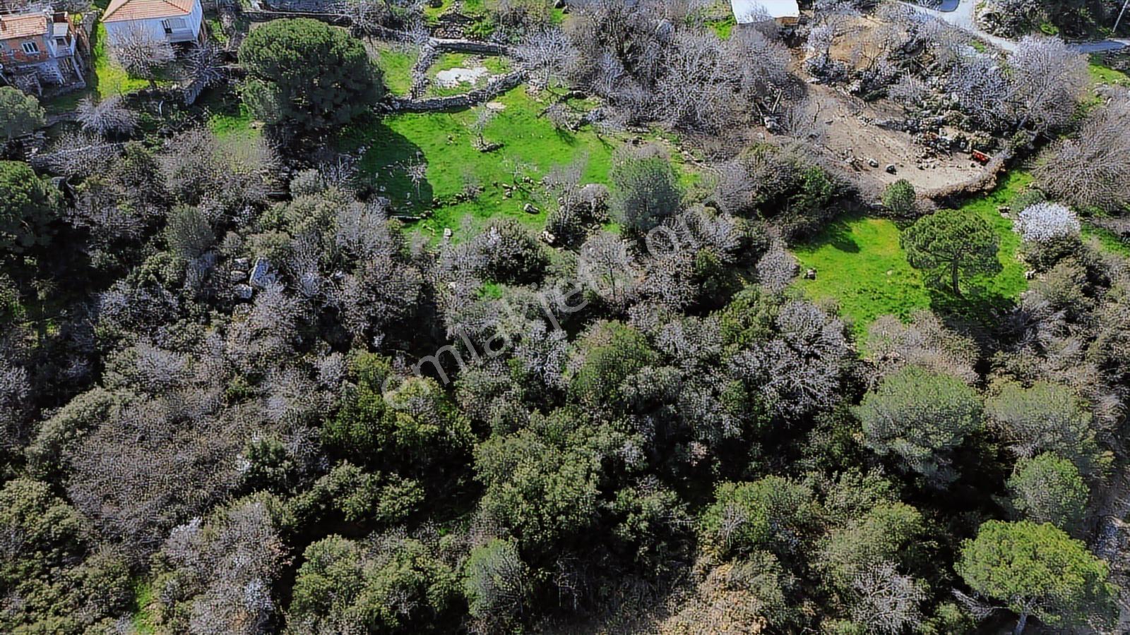 Bergama Kozak Aşağıbey'de Satılık 4620 M2 Fıstıklık - Görsel 26