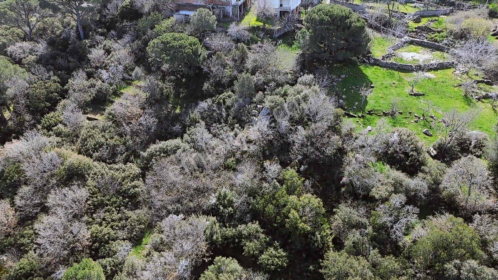 Bergama Kozak Aşağıbey'de Satılık 4620 M2 Fıstıklık - Görsel 14