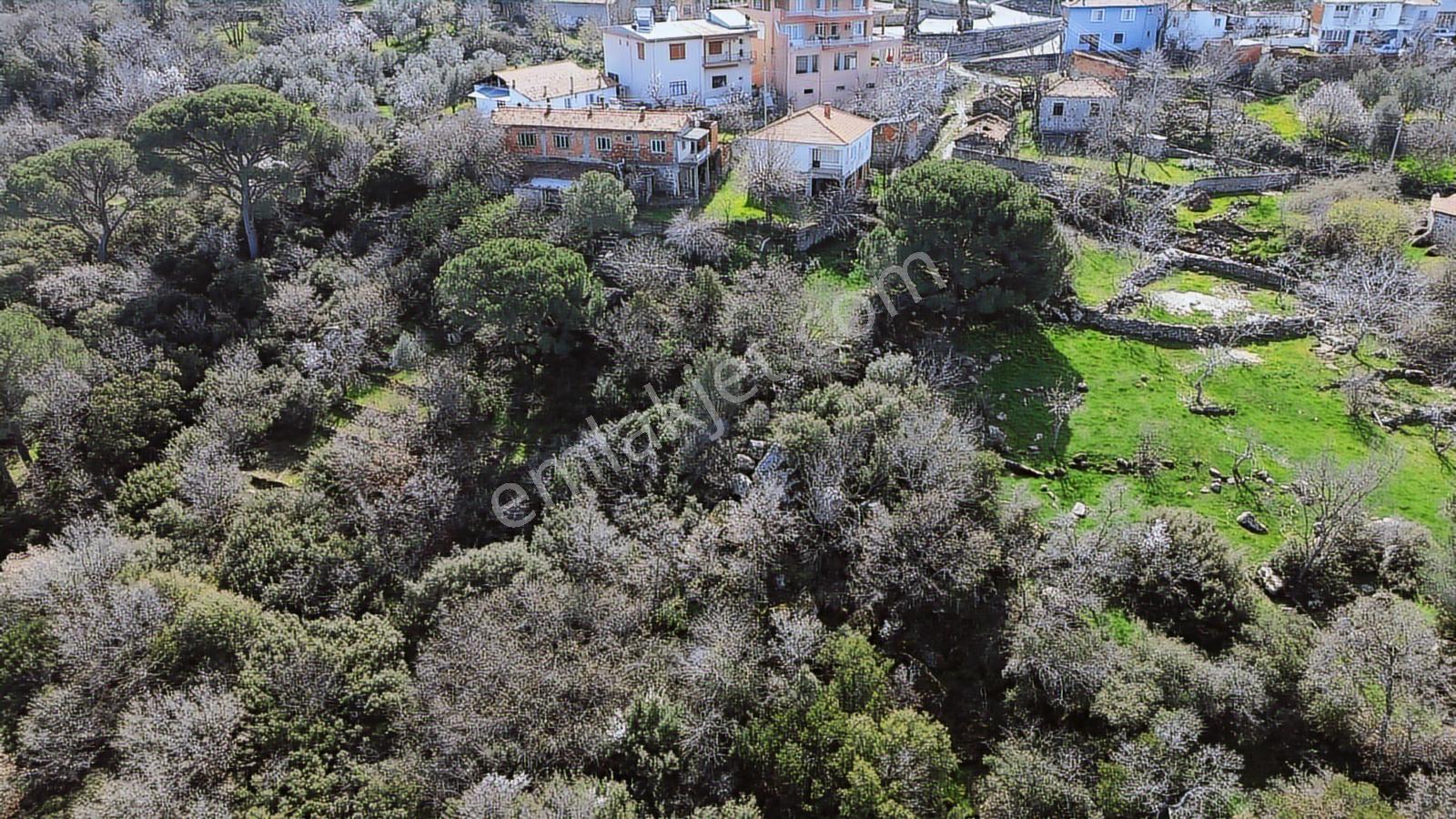 Bergama Kozak Aşağıbey'de Satılık 4620 M2 Fıstıklık - Görsel 5