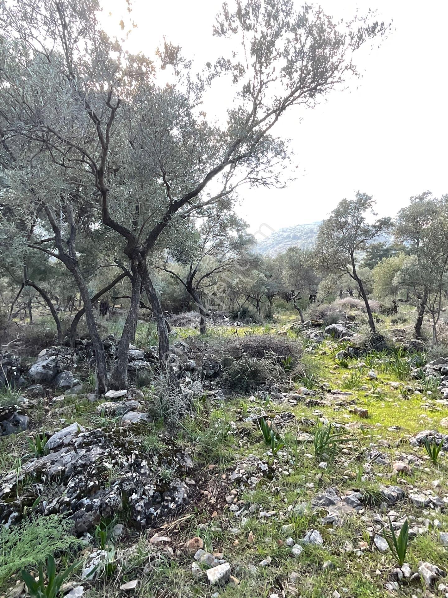 Milas Pınarcık Satılık 5 Dönüm Zeytinlik - Görsel 2