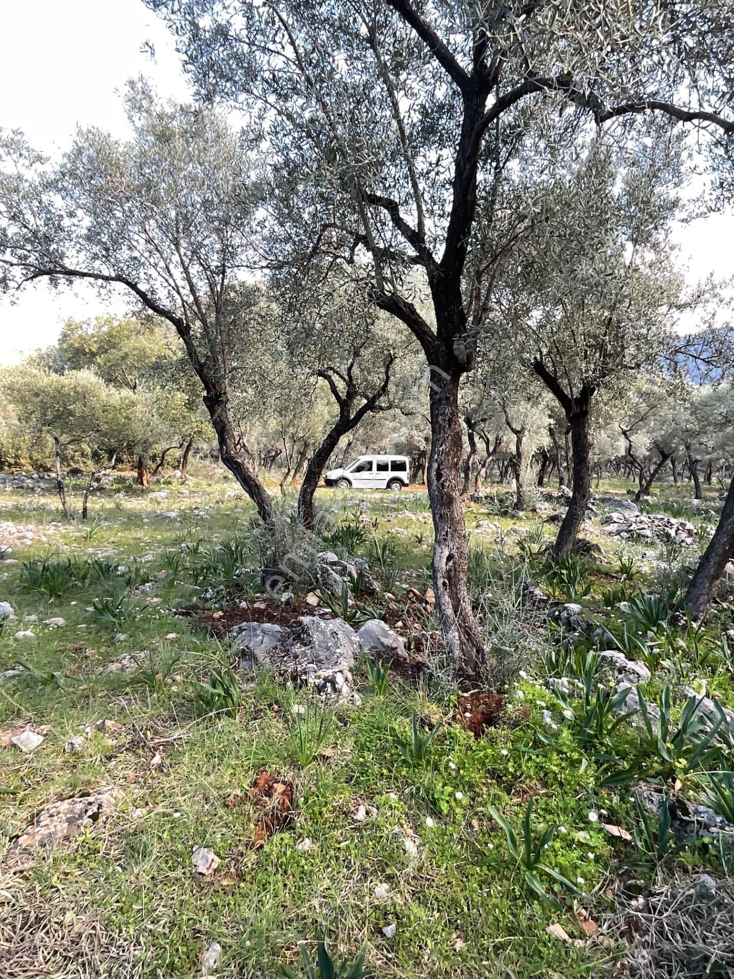 Milas Pınarcık Satılık 5 Dönüm Zeytinlik - Görsel 4
