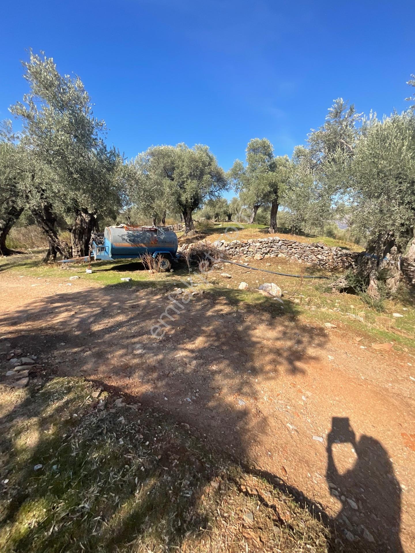 Milas Pınarcık Satılık Yol Cepheli 70m2 Zeytinlik - Görsel 3
