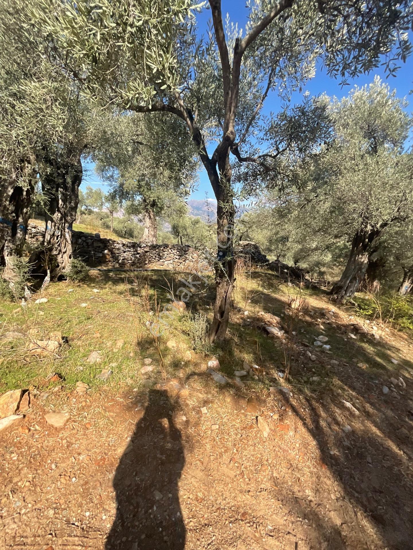 Milas Pınarcık Satılık Yol Cepheli 70m2 Zeytinlik - Görsel 7
