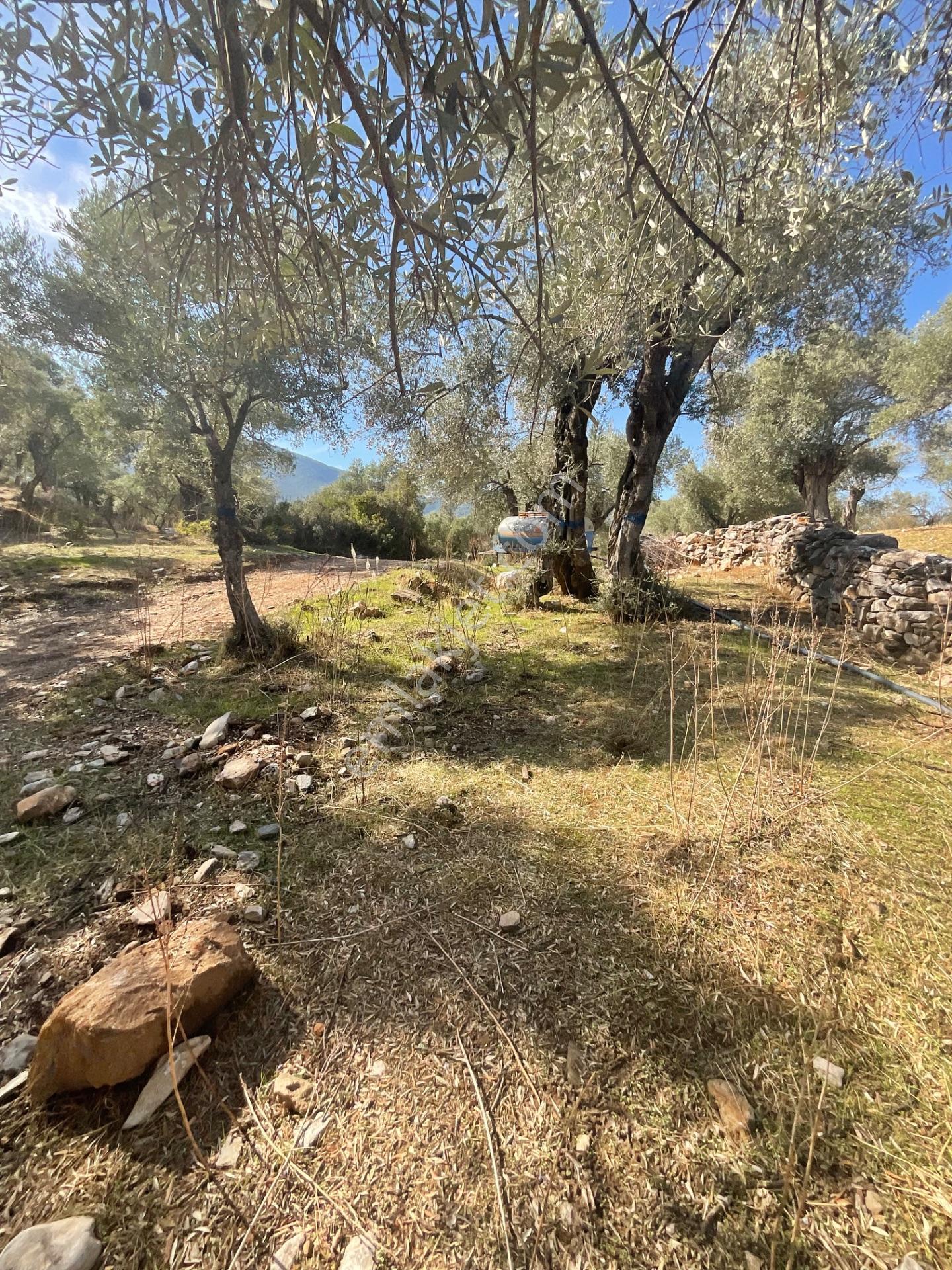 Milas Pınarcık Satılık Yol Cepheli 70m2 Zeytinlik - Görsel 12