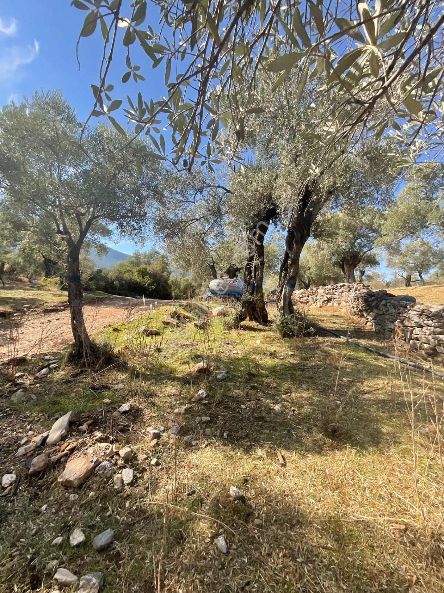 Milas Pınarcık Satılık Yol Cepheli 70m2 Zeytinlik - Görsel 11