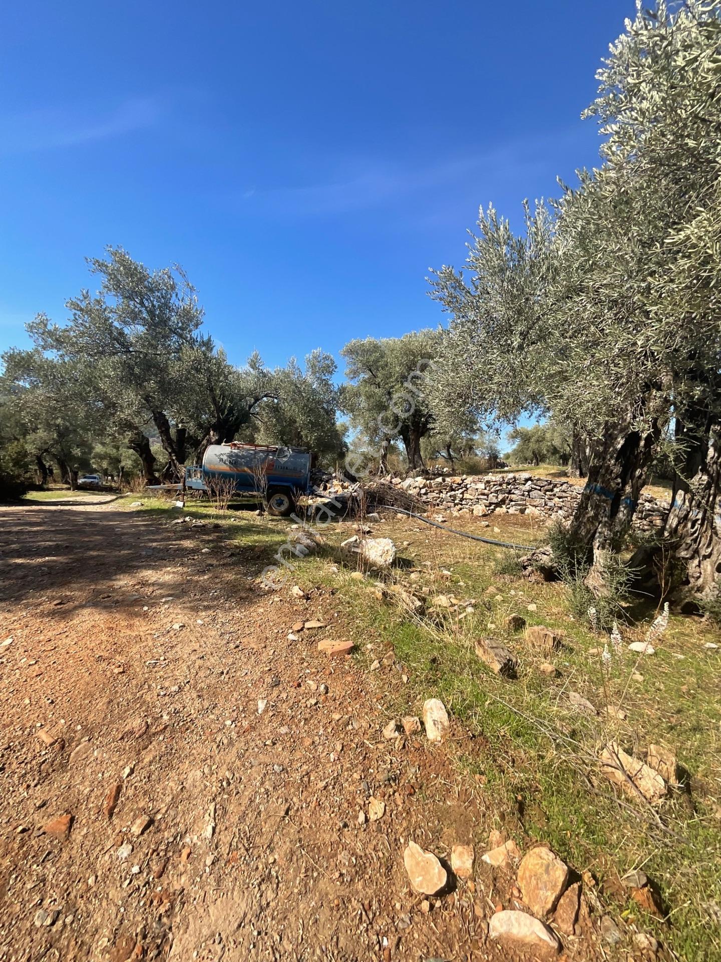 Milas Pınarcık Satılık Yol Cepheli 70m2 Zeytinlik - Görsel 10