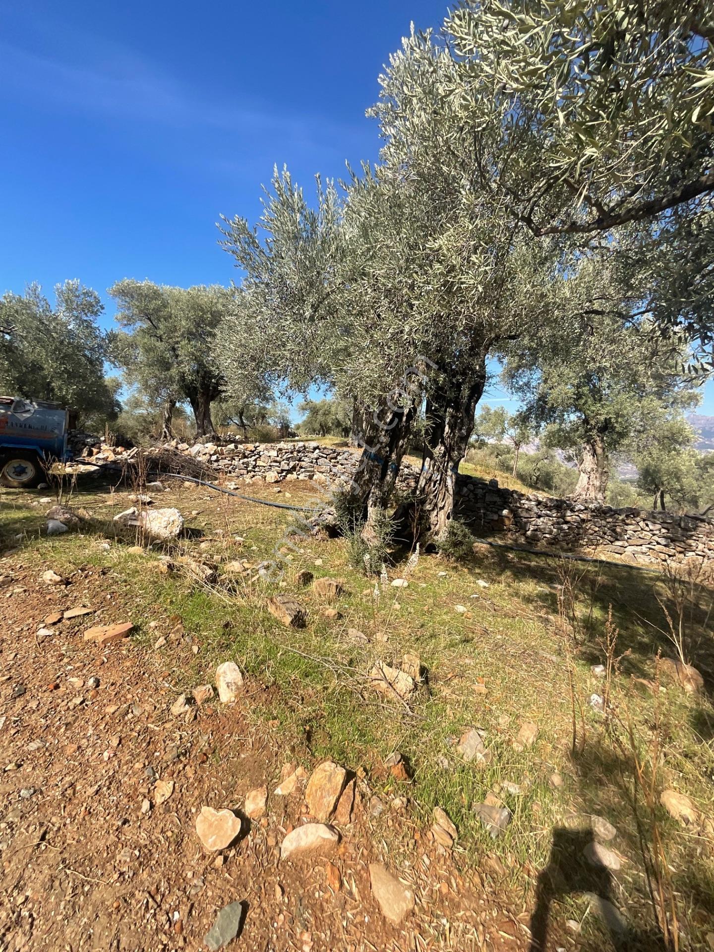 Milas Pınarcık Satılık Yol Cepheli 70m2 Zeytinlik - Görsel 9
