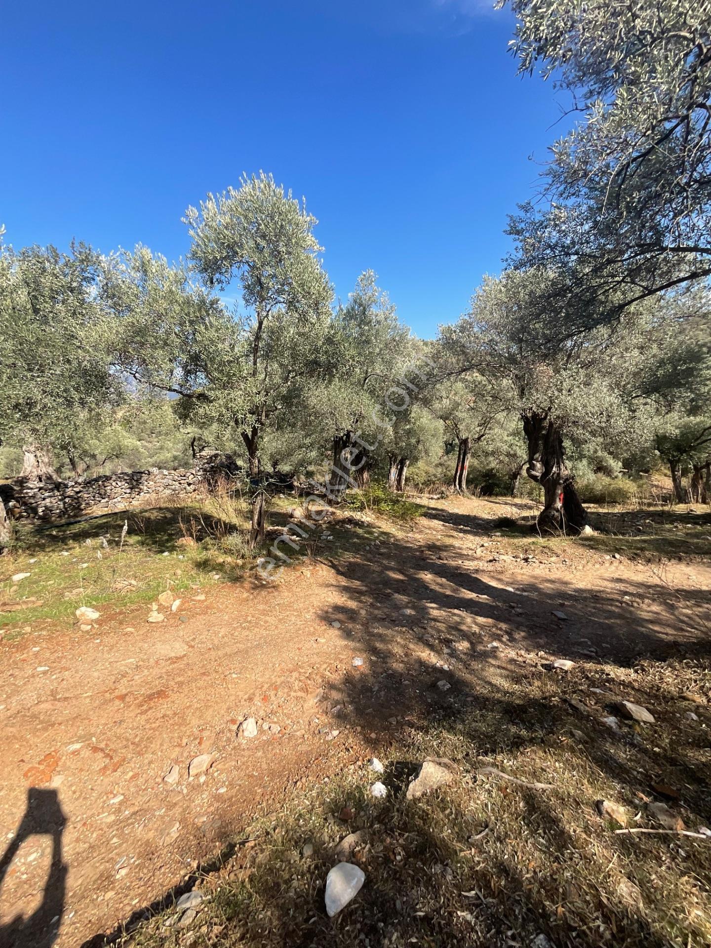 Milas Pınarcık Satılık Yol Cepheli 70m2 Zeytinlik - Görsel 5