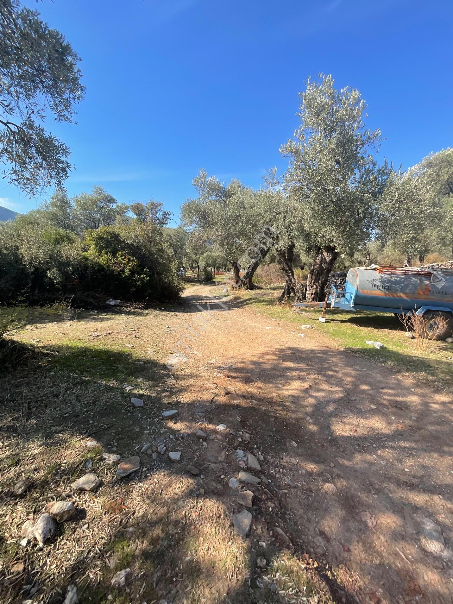 Milas Pınarcık Satılık Yol Cepheli 70m2 Zeytinlik