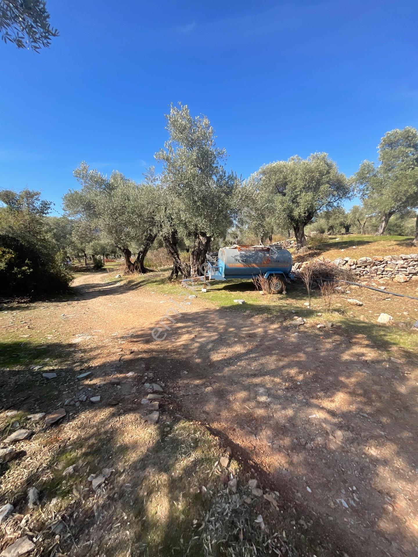 Milas Pınarcık Satılık Yol Cepheli 70m2 Zeytinlik - Görsel 2