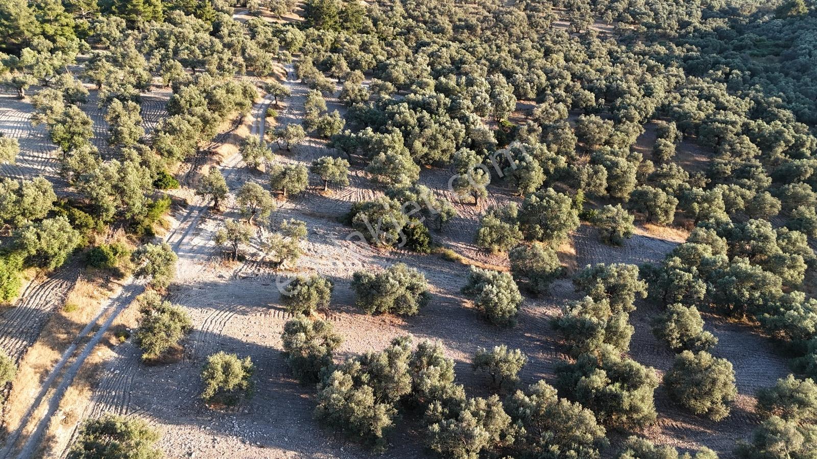 Mutluköye Yakın Kadastrol Yolu Olan Bakımlı Zeytinlik - Görsel 10