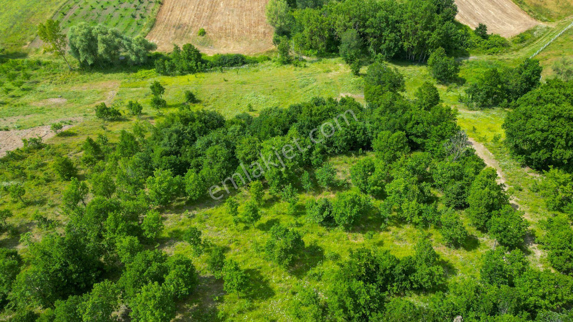 Kocaeli Karamürsel Çamdibi %5 İmarlı 6506 M2 Satılık Tarla - Görsel 6