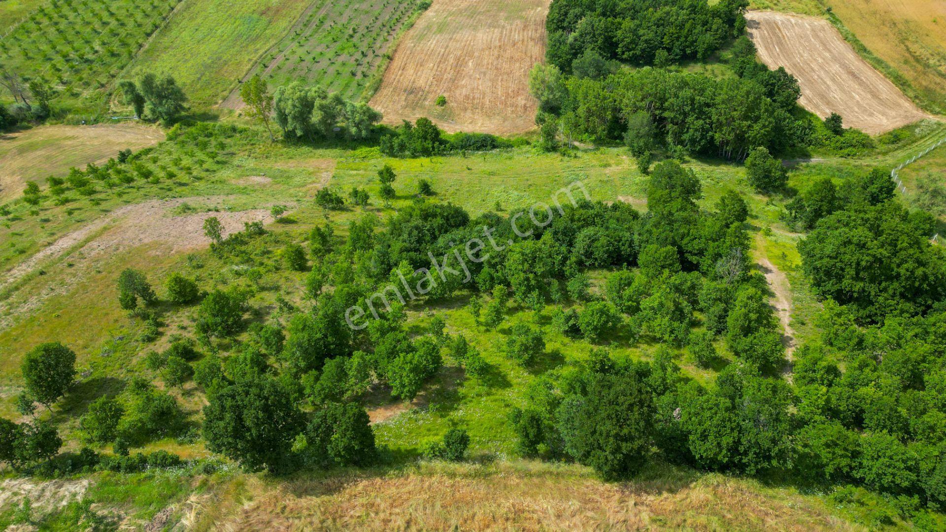 Kocaeli Karamürsel Çamdibi %5 İmarlı 6506 M2 Satılık Tarla - Görsel 5