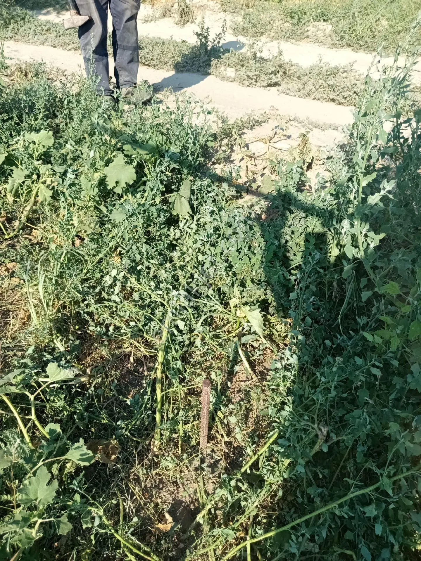 Satılık Arsa Kusadasına 35 Km - Görsel 2