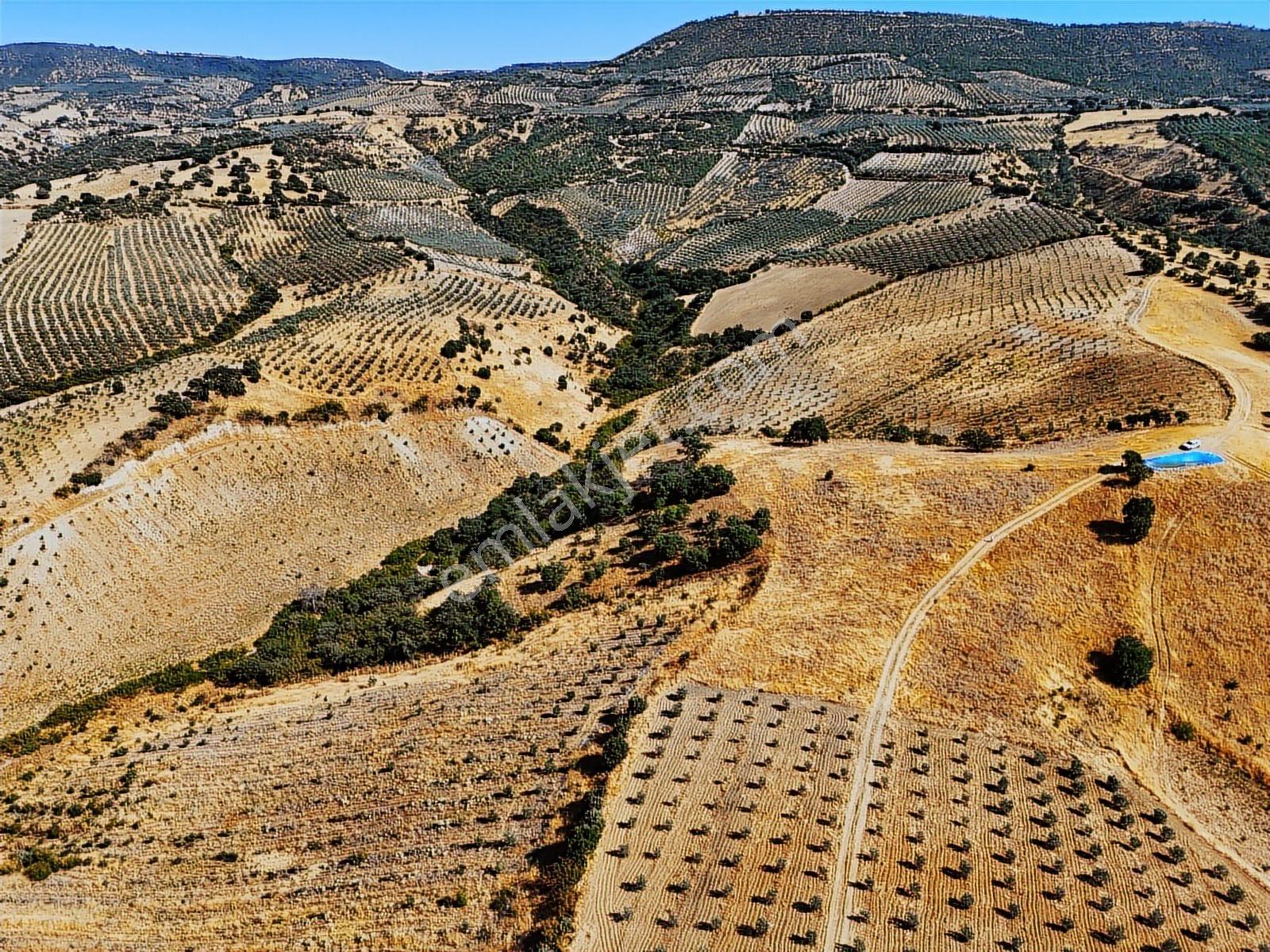 Salihli Hacıköseli'de Satılık 13690 M2 Tarla (video) - Görsel 21