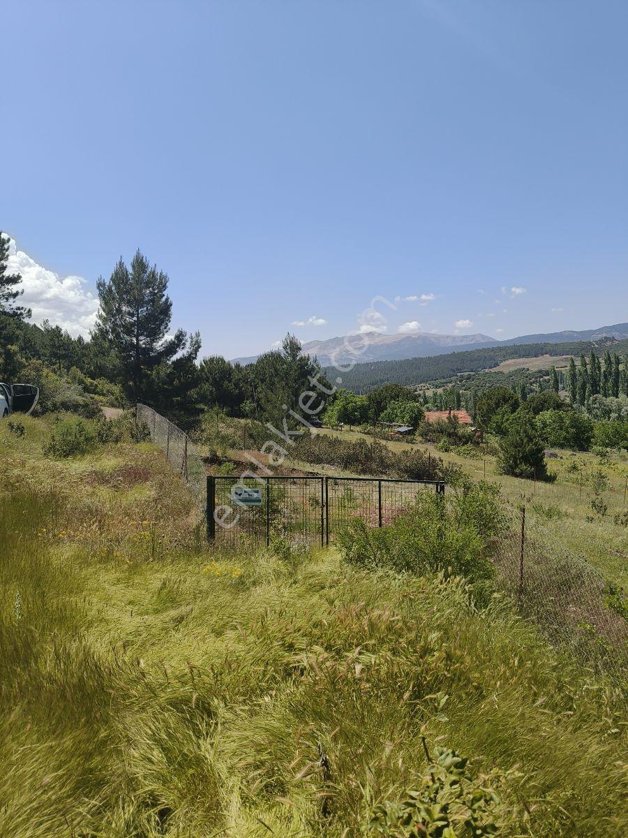 Tavas Pınarlıkta Satılık Tarla
