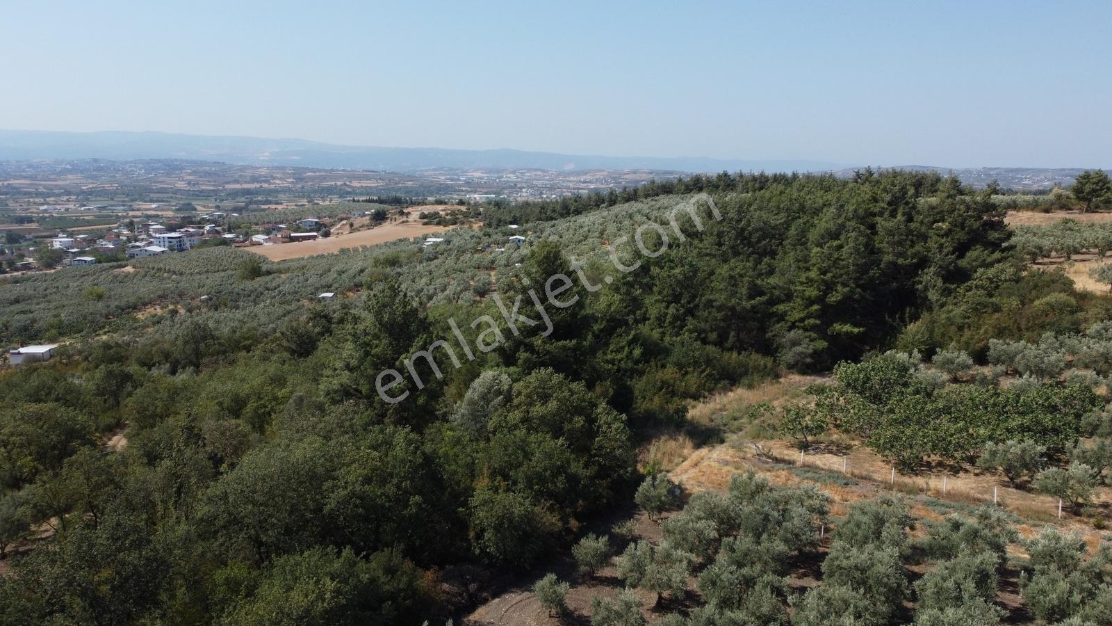 Mudanya Kücükyenice 1100 M² Tarla - Görsel 8