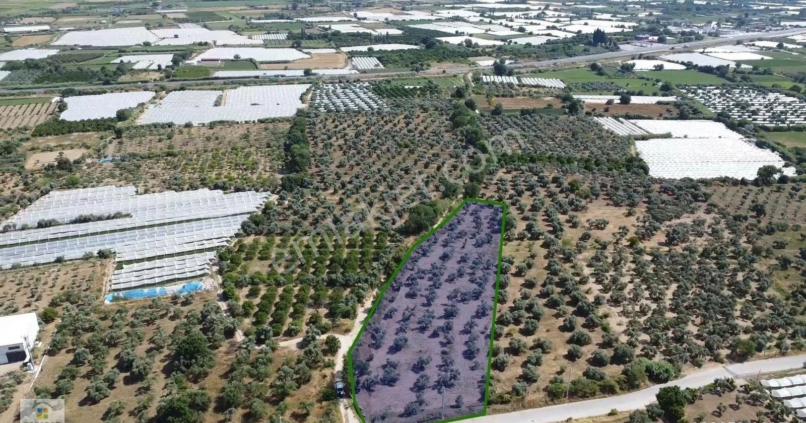 Aydın Sultanhisar Atça Mahallesinde Satılık 6266 M² İncir Bahçesi - Görsel 12