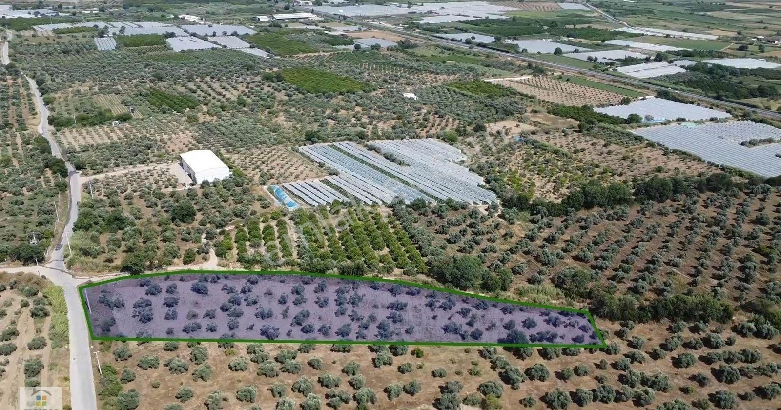 Aydın Sultanhisar Atça Mahallesinde Satılık 6266 M² İncir Bahçesi - Görsel 7
