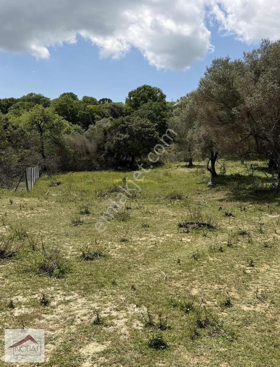 Notıas Real Estate Gayrimenkul'den 7.189 M2 Zeytinlik İki Tapu - Görsel 8