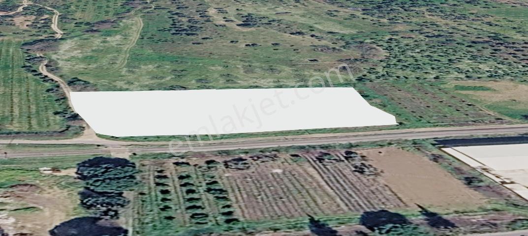 Aydın Köşkte Denizli Aydın Otoyoluna 80 M De Satılık Zeytinlik - Görsel 8