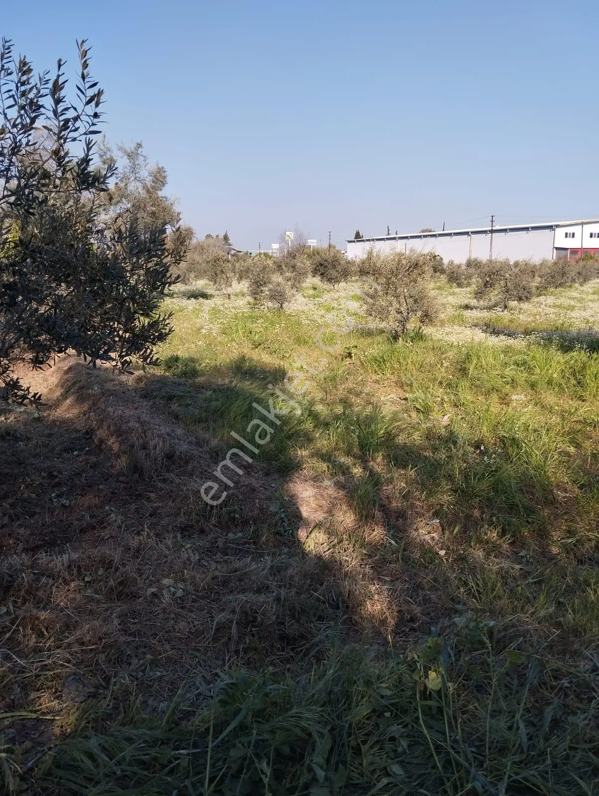 Aydın Köşkte Denizli Aydın Otoyoluna 80 M De Satılık Zeytinlik - Görsel 5