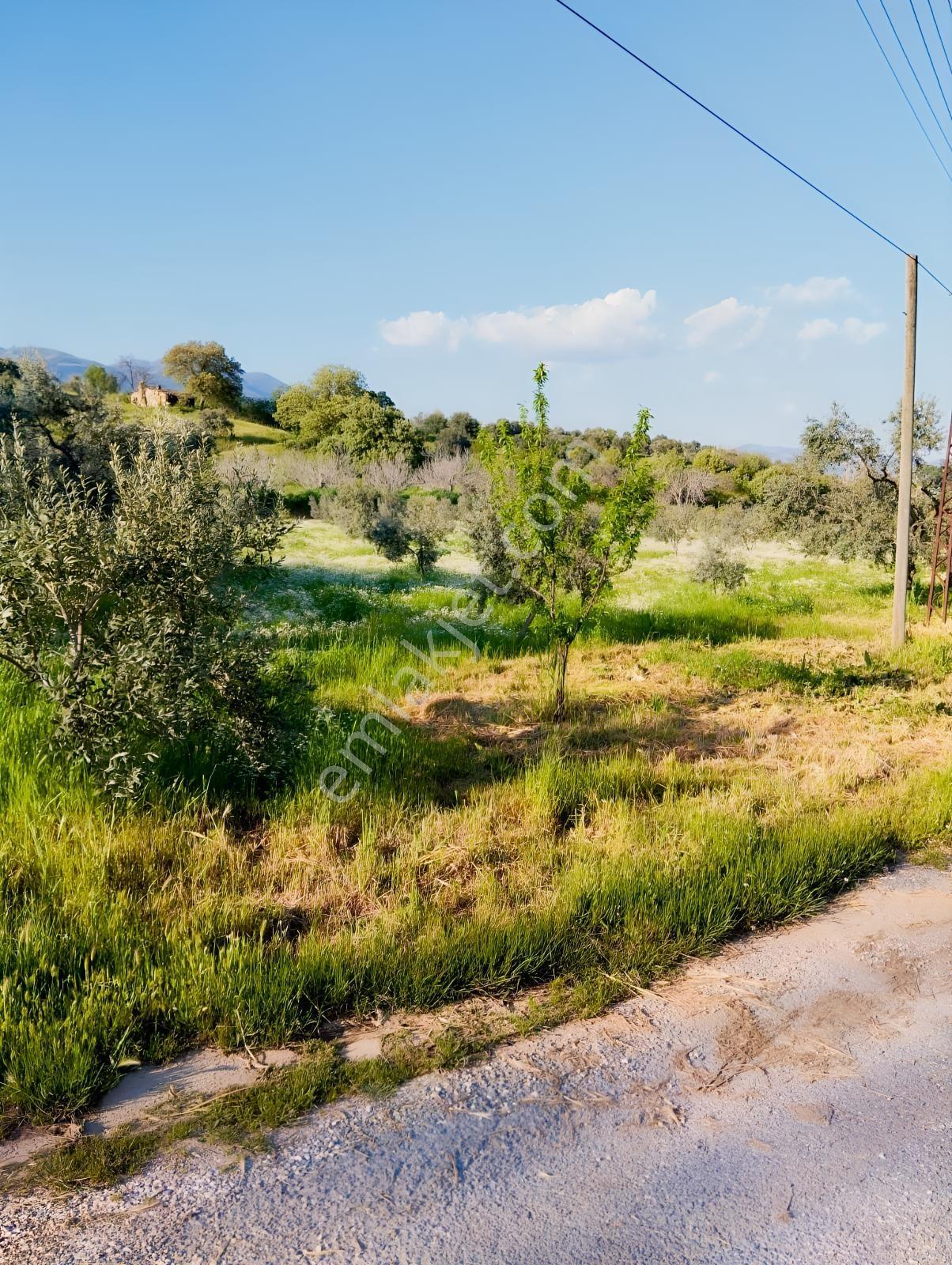 Aydın Köşkte Denizli Aydın Otoyoluna 80 M De Satılık Zeytinlik - Görsel 11