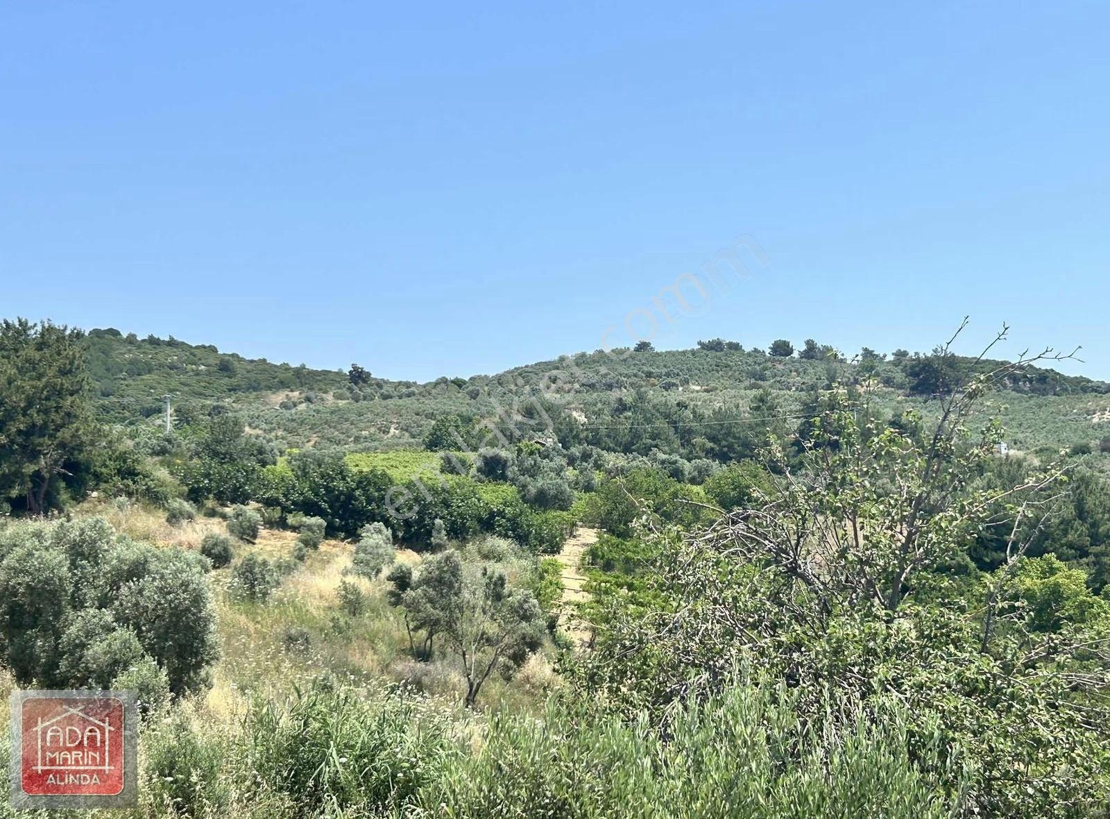 Kuşadası Kirazlıda Full Deniz Manzaralı Satılık Zeytinlik - Görsel 3