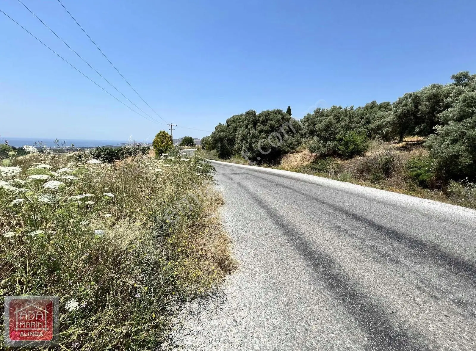 Kuşadası Kirazlı'da Doğa İçinde İmara Yakın Satılık Zeytinlik