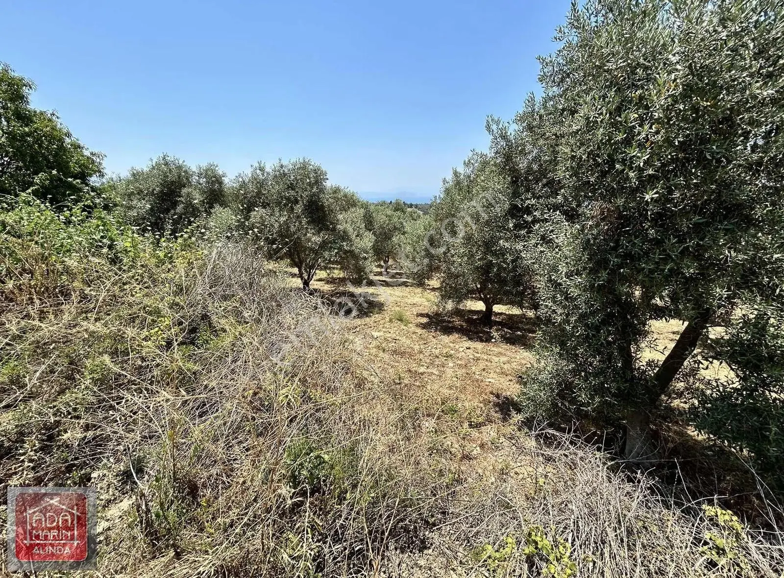 Kuşadası Kirazlı'da Doğa İçinde İmara Yakın Satılık Zeytinlik - Görsel 4