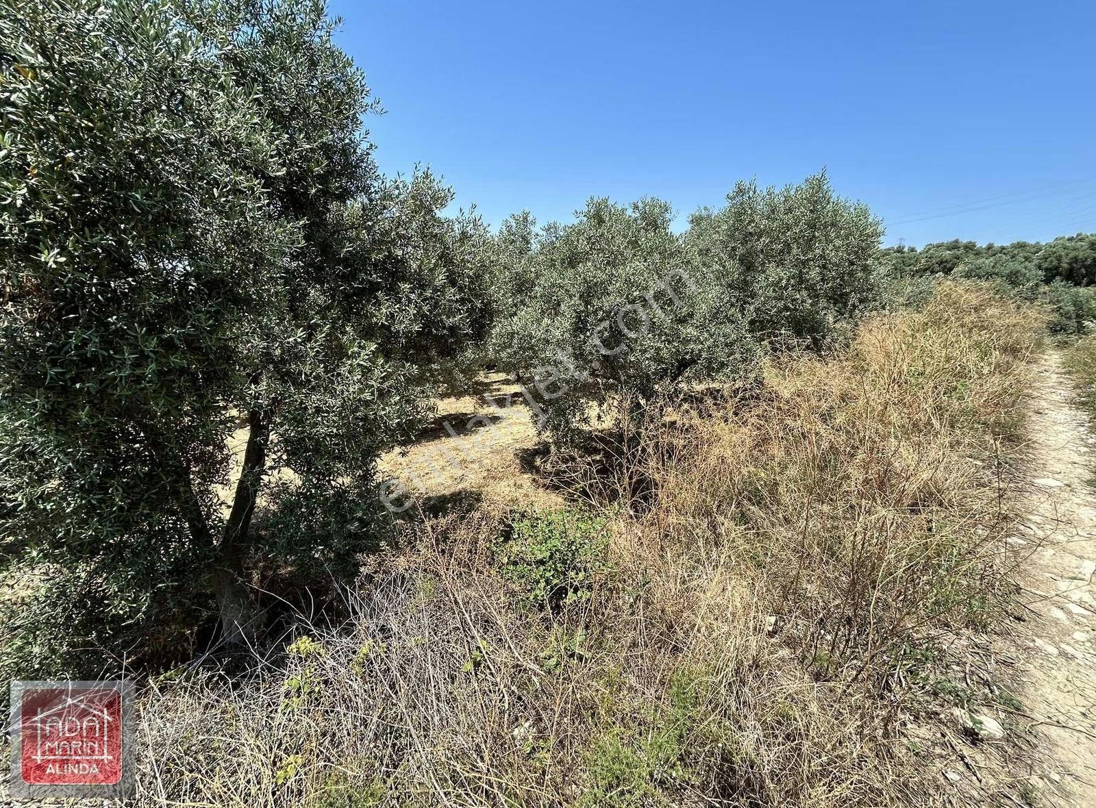 Kuşadası Kirazlı'da Doğa İçinde İmara Yakın Satılık Zeytinlik - Görsel 5