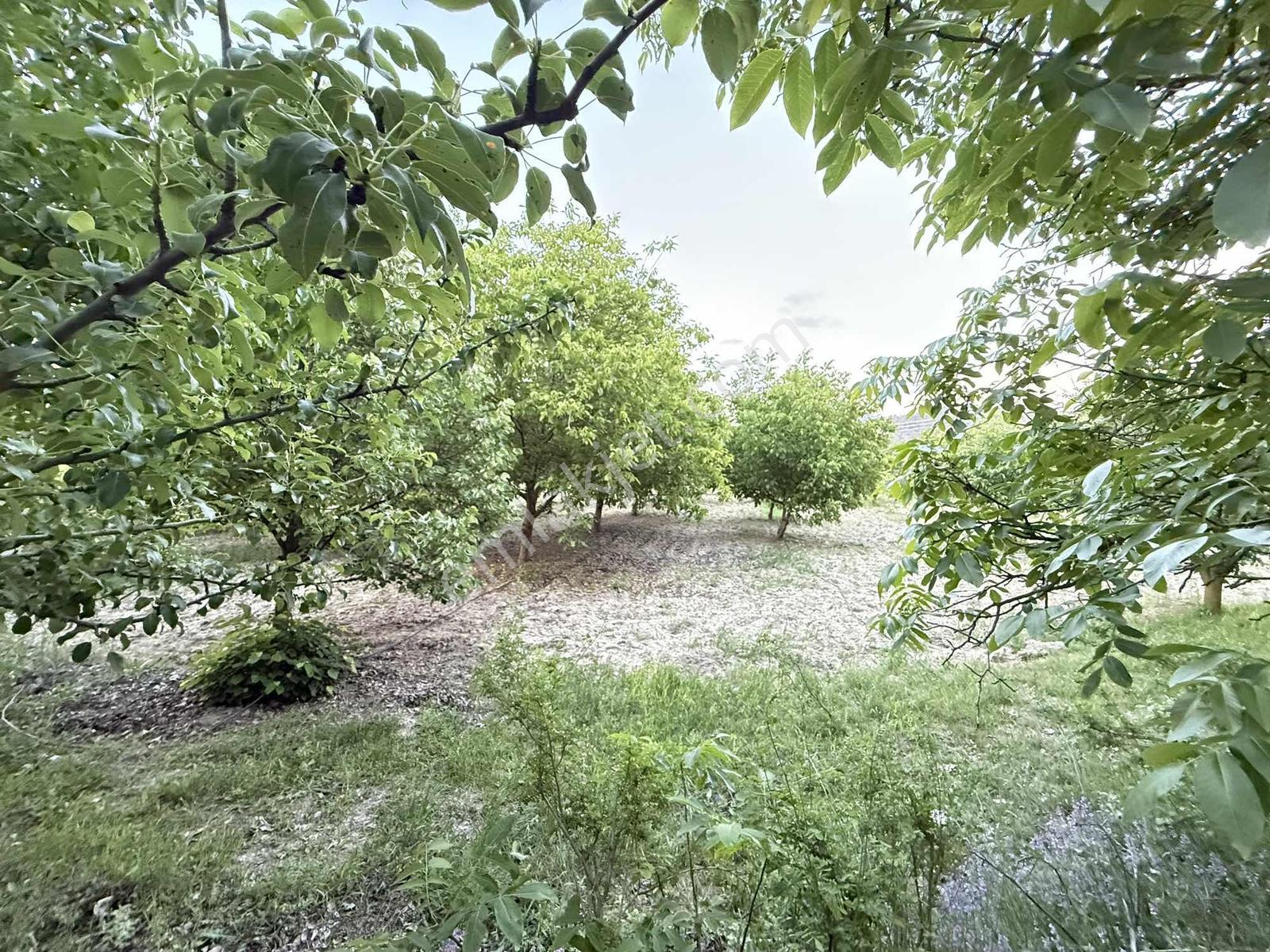 26.000 M2 İçersinde Ceviz Ve Çam Ağaçları Olan Arazi - Görsel 15