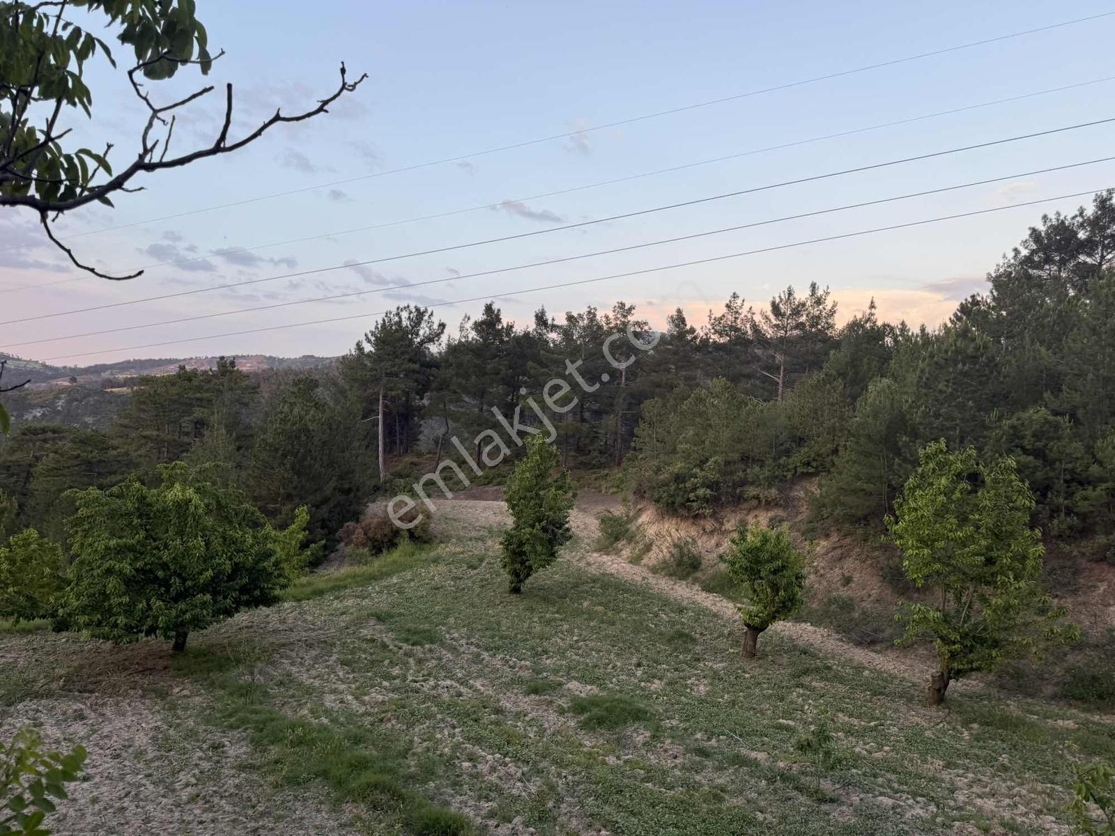 26.000 M2 İçersinde Ceviz Ve Çam Ağaçları Olan Arazi - Görsel 19