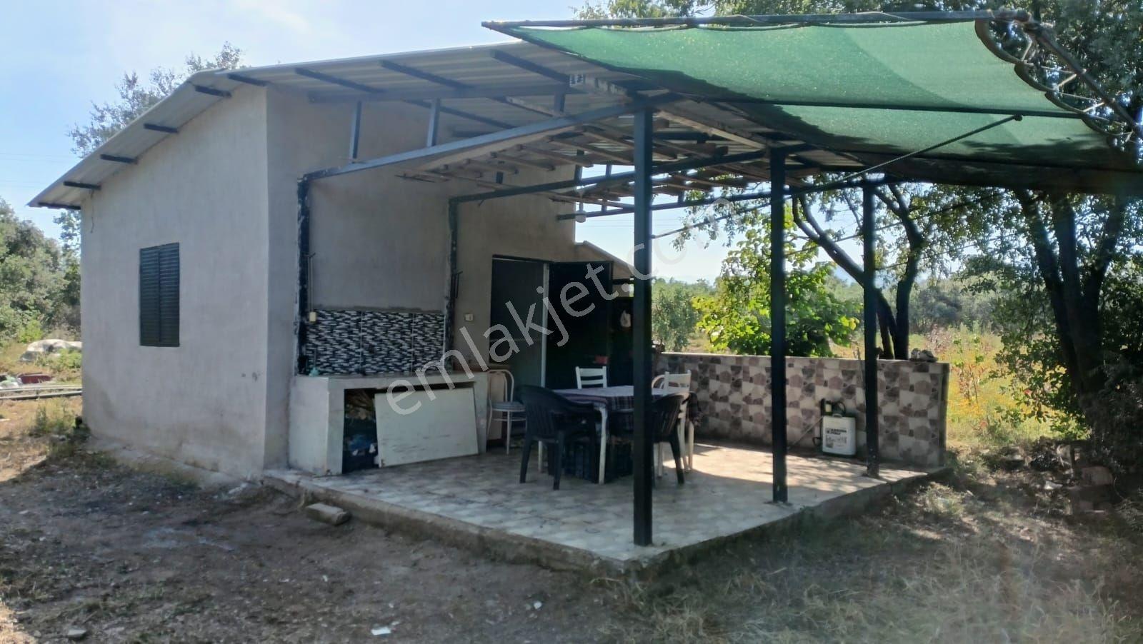 Derbent Mah Yatırımlık Zeytinlik Tarlası - Görsel 9