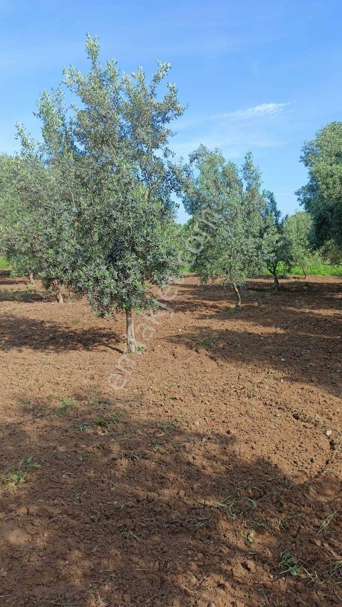 Derbent Mah Yatırımlık Zeytinlik Tarlası - Görsel 12