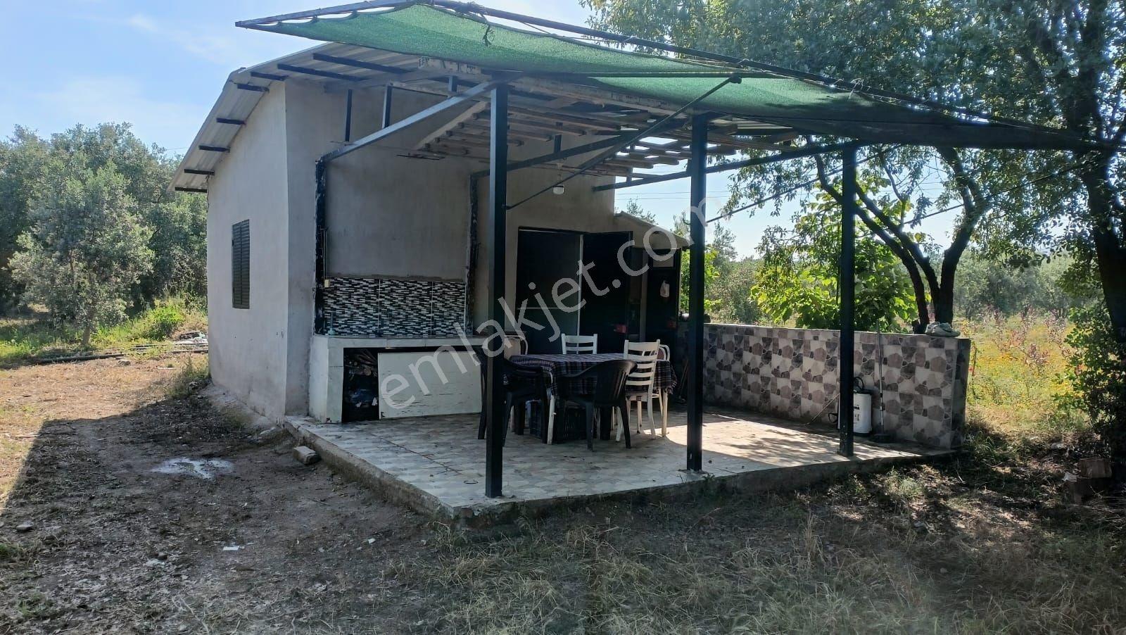Derbent Mah Yatırımlık Zeytinlik Tarlası - Görsel 17