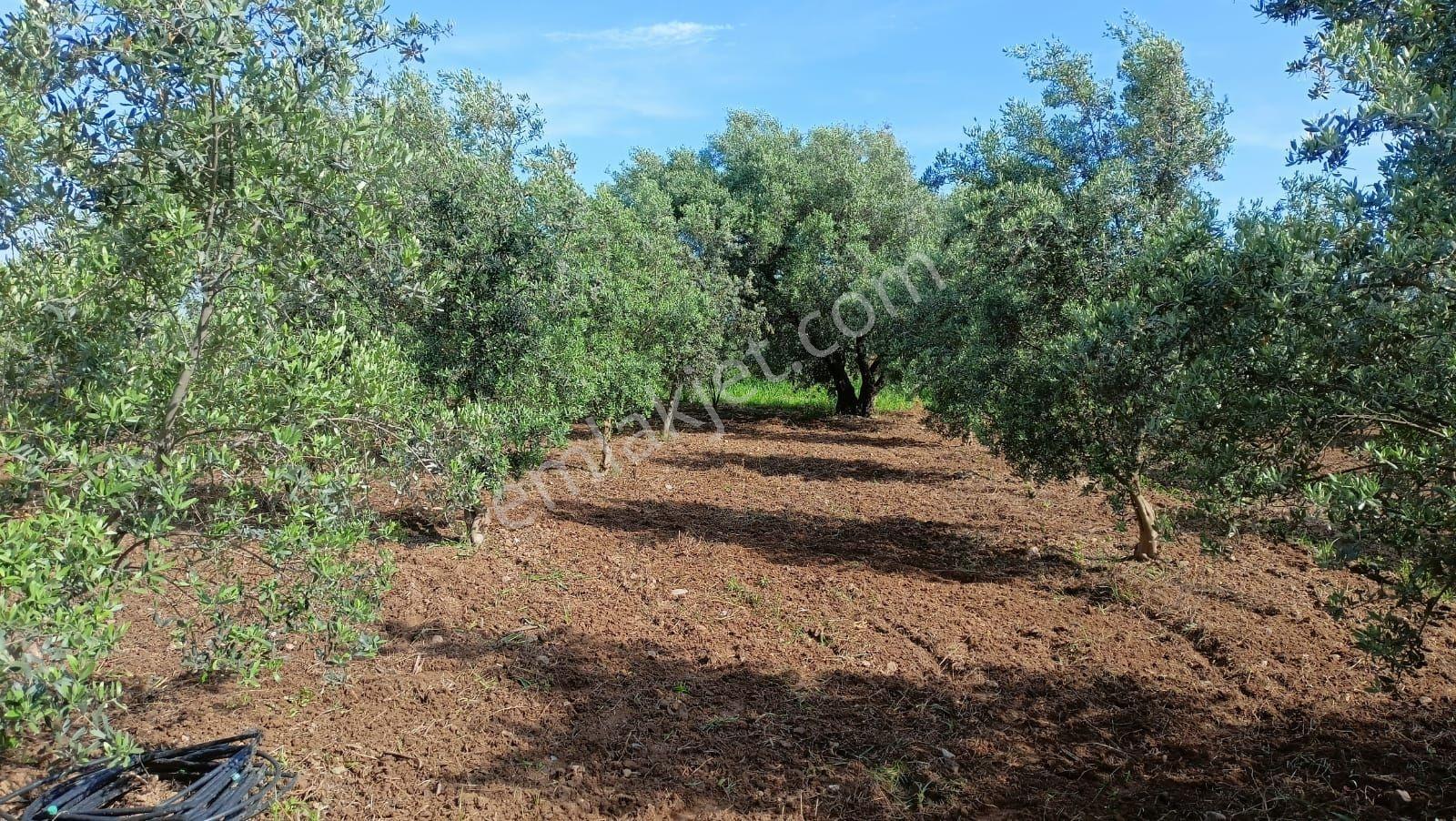 Derbent Mah Yatırımlık Zeytinlik Tarlası - Görsel 11