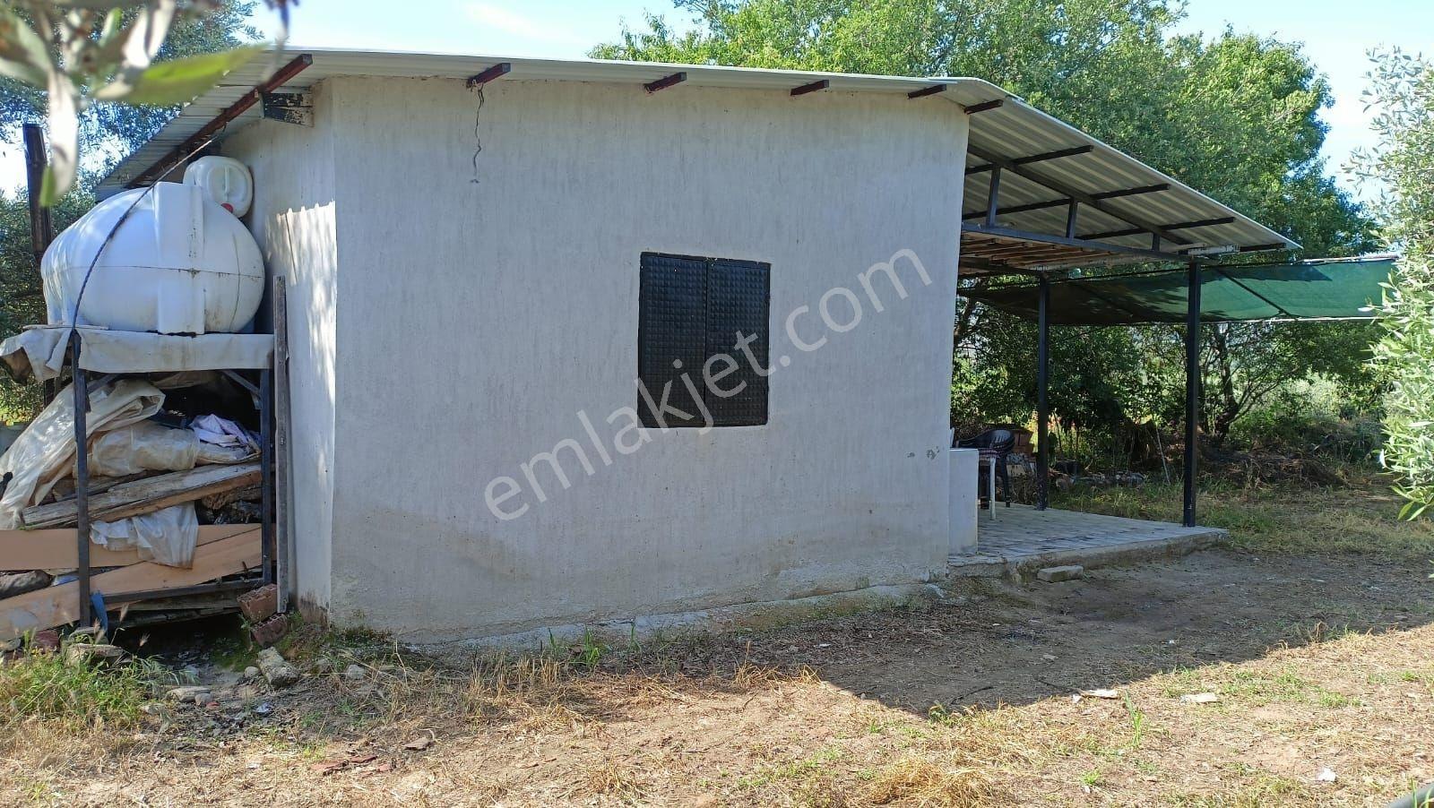 Derbent Mah Yatırımlık Zeytinlik Tarlası - Görsel 8