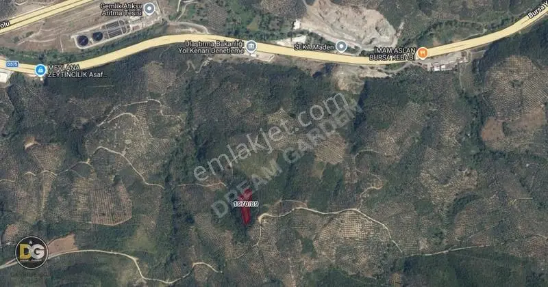 Bursa Gemlik Umurbey Tek Tapu 2800 M² Zeytinlik - Görsel 3