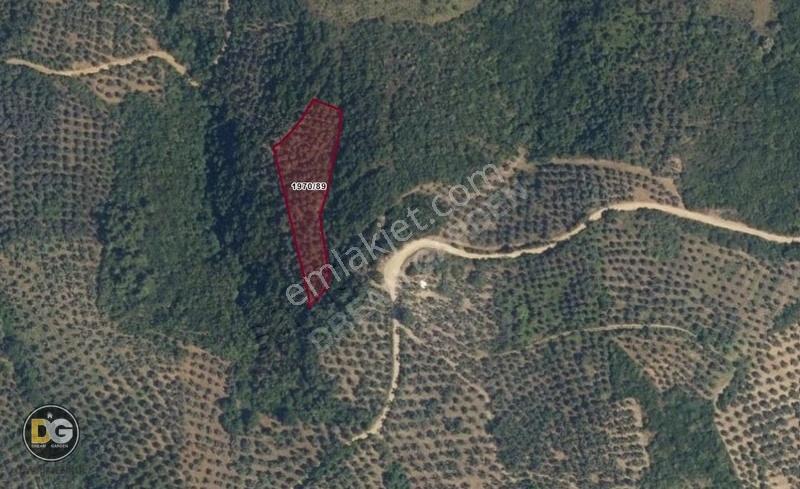 Bursa Gemlik Umurbey Tek Tapu 2800 M² Zeytinlik - Görsel 2