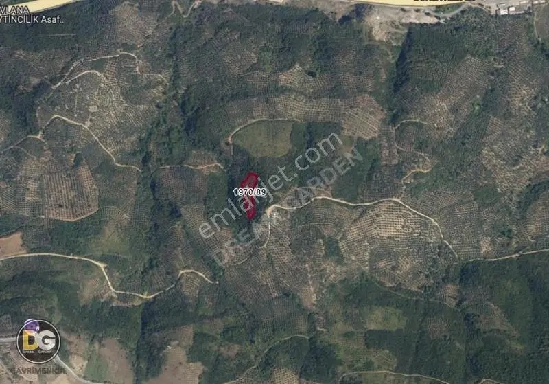 Bursa Gemlik Umurbey Tek Tapu 2800 M² Zeytinlik