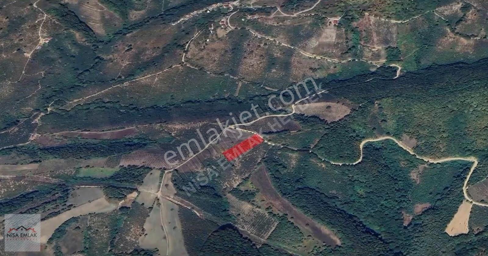 Bıçkıatik Te Yola Cepheli Verimli Fındık Tarlası - Görsel 4