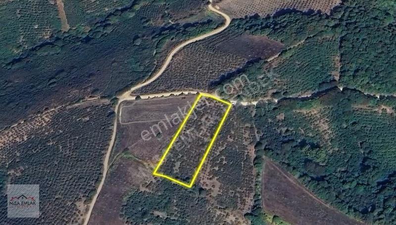 Bıçkıatik Te Yola Cepheli Verimli Fındık Tarlası - Görsel 10
